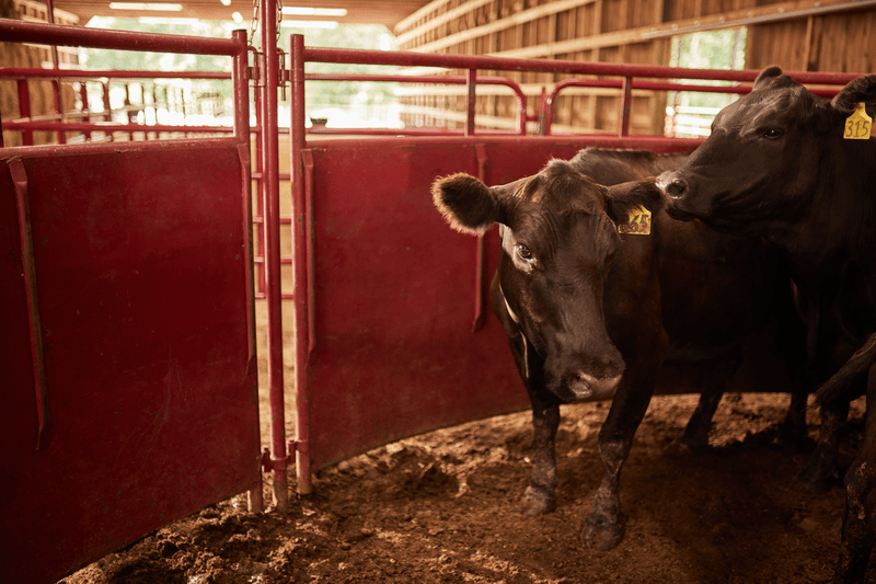 Tarter 180º x 20 Cattlemaster Sheeted Sweep System - Tarter