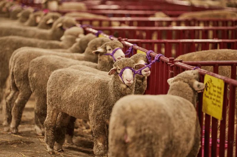 Tarter 6 FT. Heavy - Duty Vertical Bar Small Animal Panel - Tarter