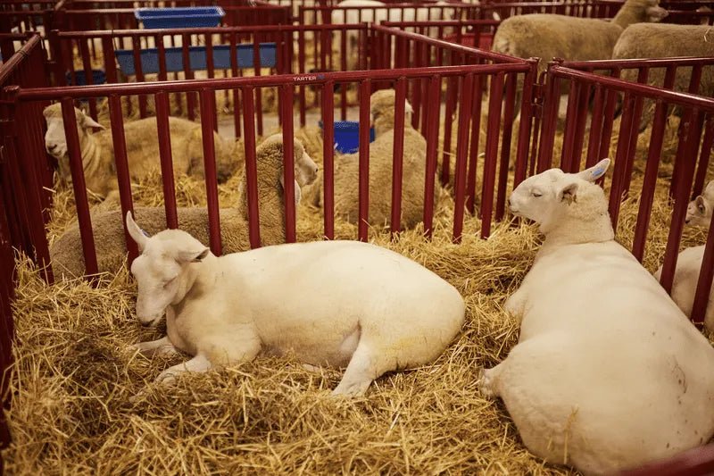 Tarter 6 FT. Heavy - Duty Vertical Bar Small Animal Panel - Tarter