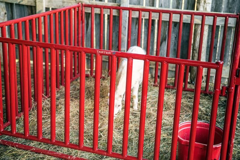 Tarter 6 FT. Vertical Bar Small Animal Panel - Tarter