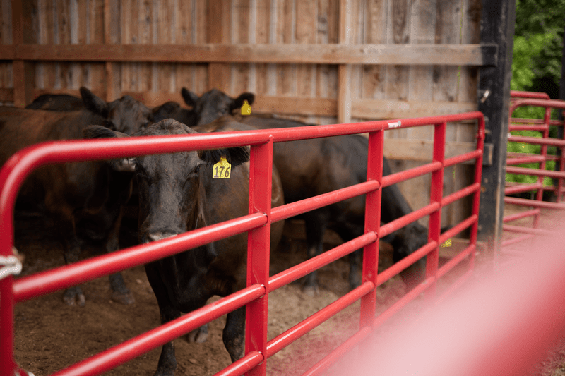 Tarter Bullmax HD Round Corner Gate - Tarter