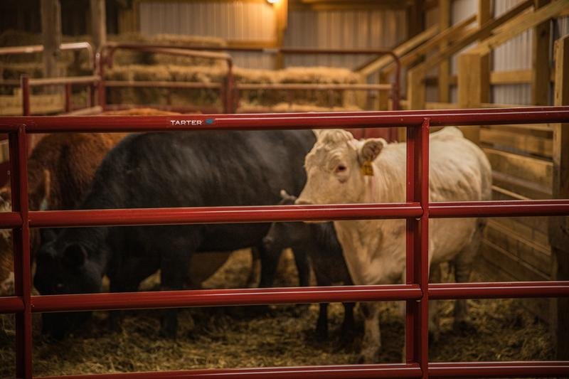 Tarter Bullmax HD Round Corner Gate - Tarter