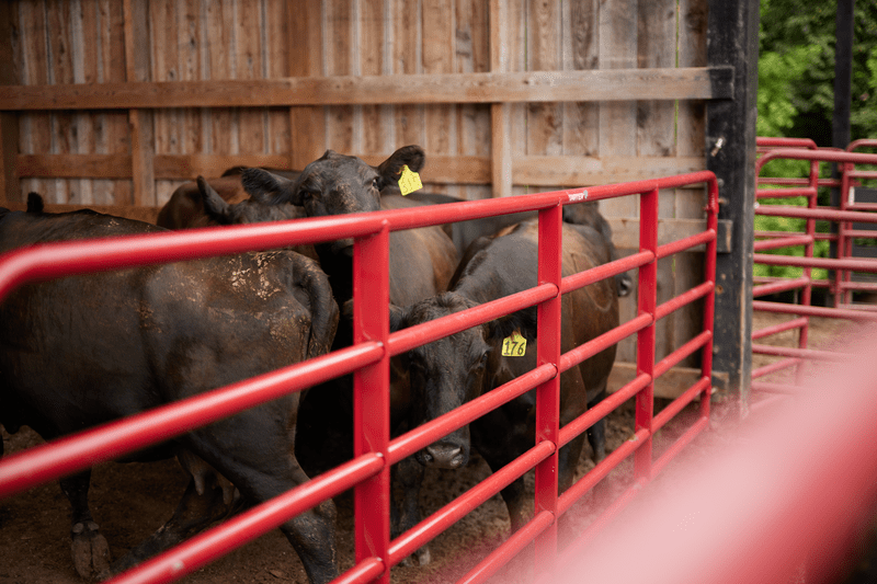 Tarter Bullmax Round Corner Gate - Tarter