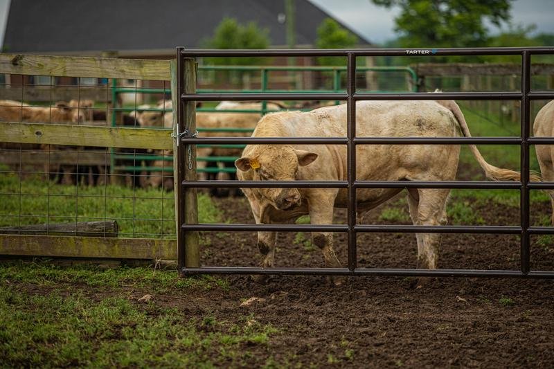 Tarter Bullmax XD Square Corner Gate - Tarter