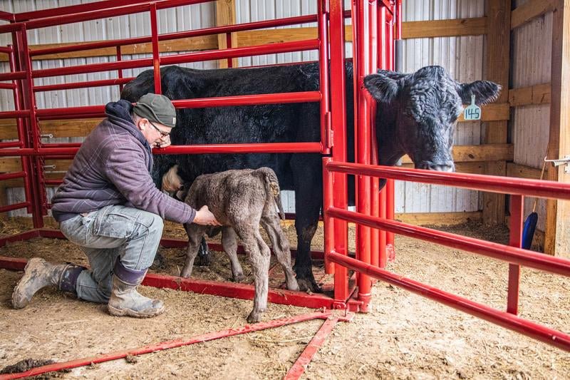 Tarter Cattlemaster Maternity Pen - Tarter