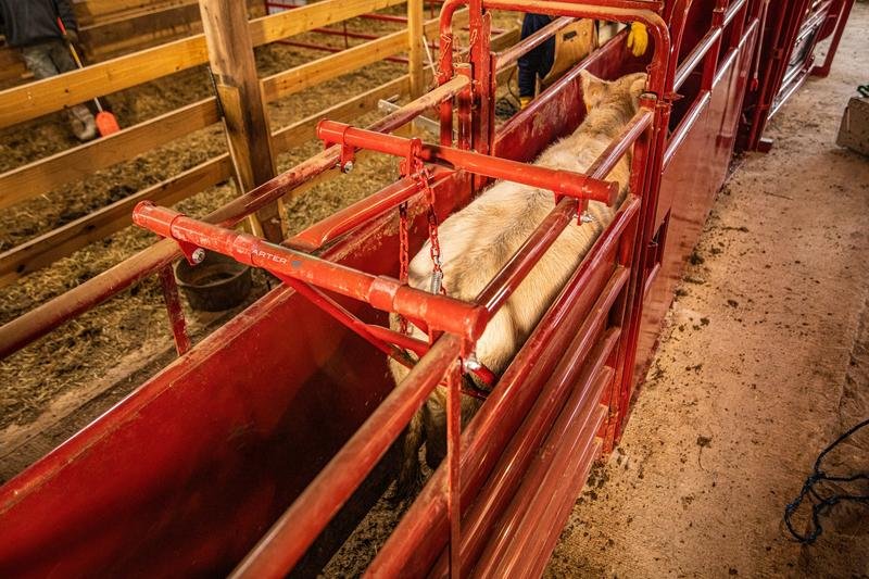 Tarter Cattlemaster No Back Alley Stop - Tarter