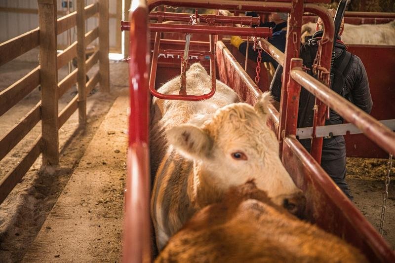 Tarter Cattlemaster No Back Alley Stop - Tarter