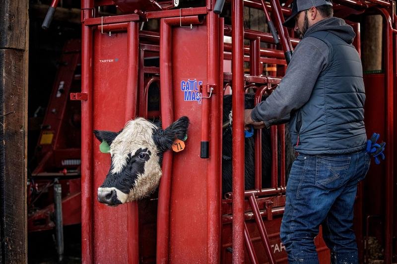 Tarter Cattlemaster Series 6 Automatic Headgate - Tarter