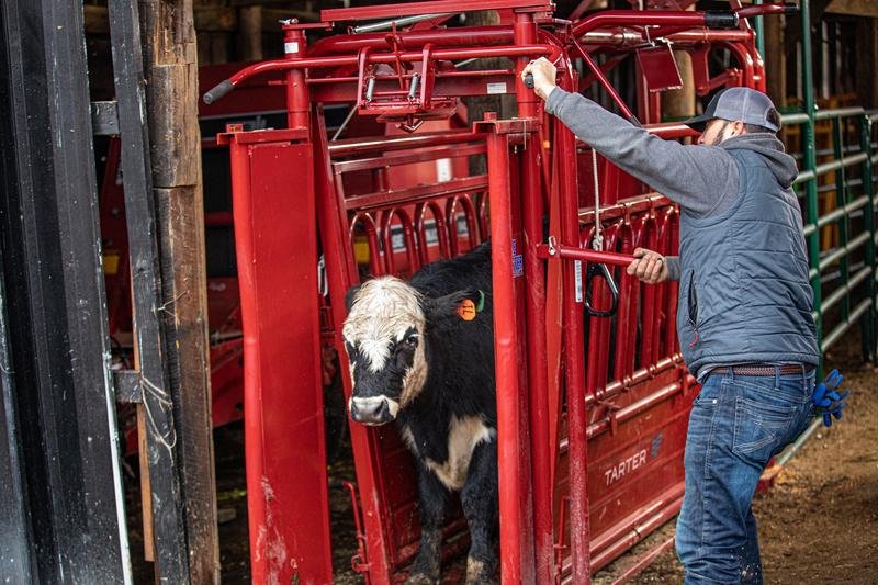 Tarter Cattlemaster Series 6 Automatic Headgate - Tarter