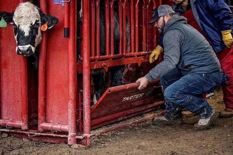 Tarter Cattlemaster Series 6 Squeeze Chute W/ Auto Headgate - Tarter