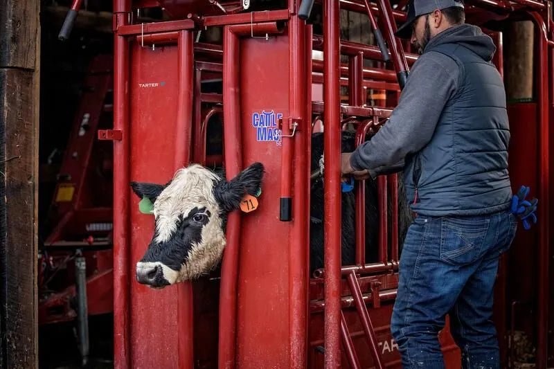 Tarter Cattlemaster Series 6 Squeeze Chute W/ Auto Headgate - Tarter