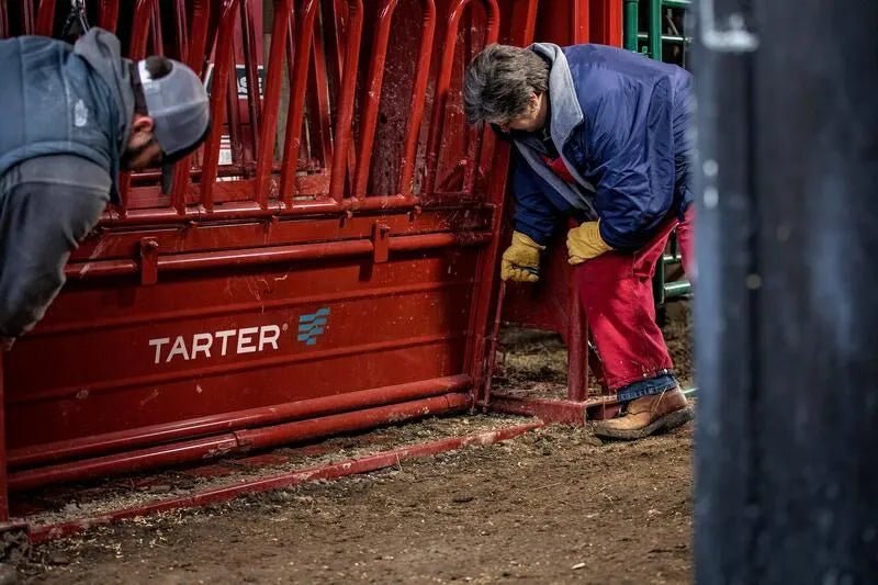 Tarter Cattlemaster Series 6 Squeeze Chute W/ Auto Headgate - Tarter