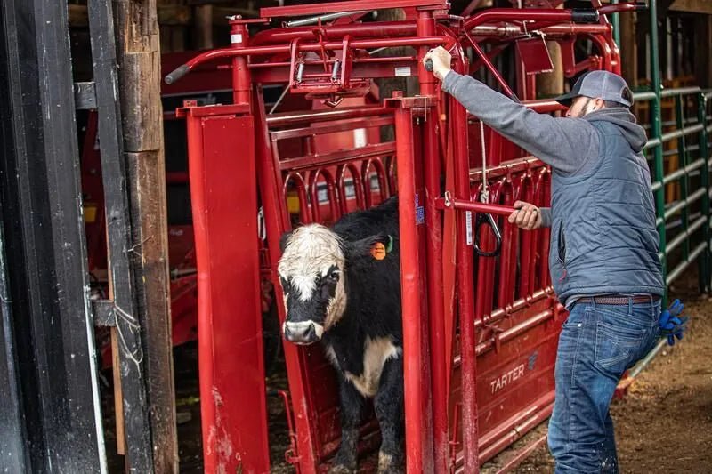 Tarter Cattlemaster Series 6 Squeeze Chute W/ Auto Headgate - Tarter