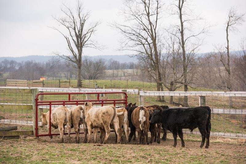 Tarter Creep Feeder Panels - Tarter