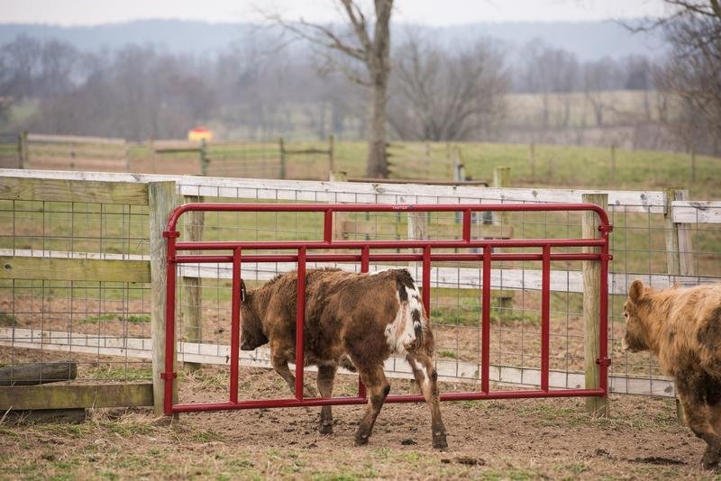 Tarter Creep Feeder Panels - Tarter