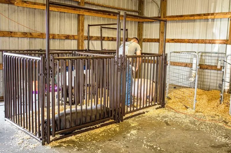 Tarter Expo Hog & Sheep Walk - Thru - Tarter