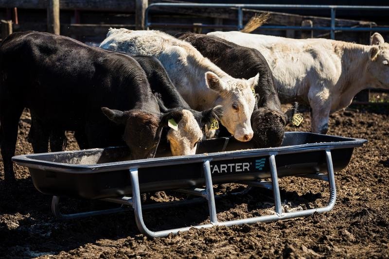 Tarter Galvanized Poly Bunk Feeders - Tarter