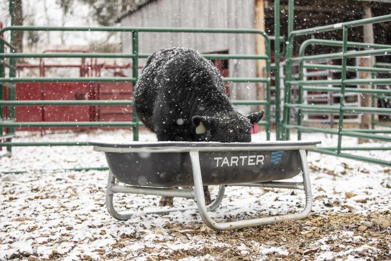 Tarter Galvanized Poly Bunk Feeders - Tarter