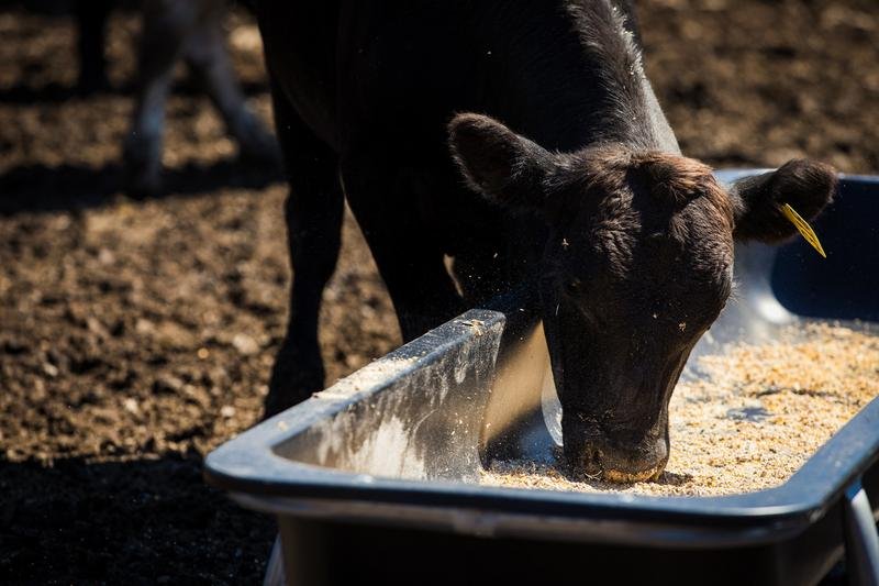 Tarter Galvanized Poly Bunk Feeders - Tarter