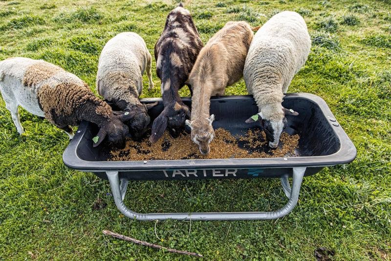 Tarter Goat Bunk Feeder - Tarter