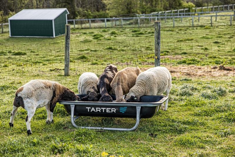 Tarter Goat Bunk Feeder - Tarter