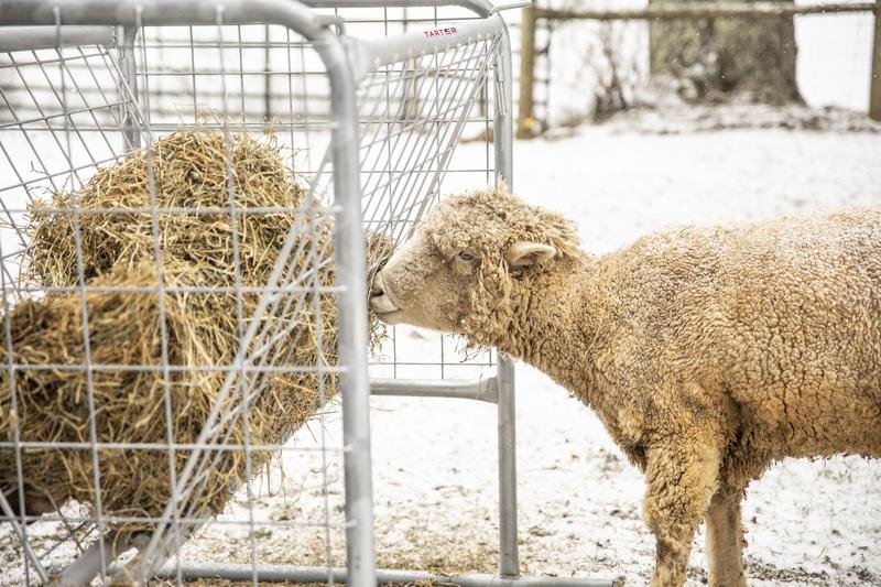Tarter Goat Hay Rack - Tarter