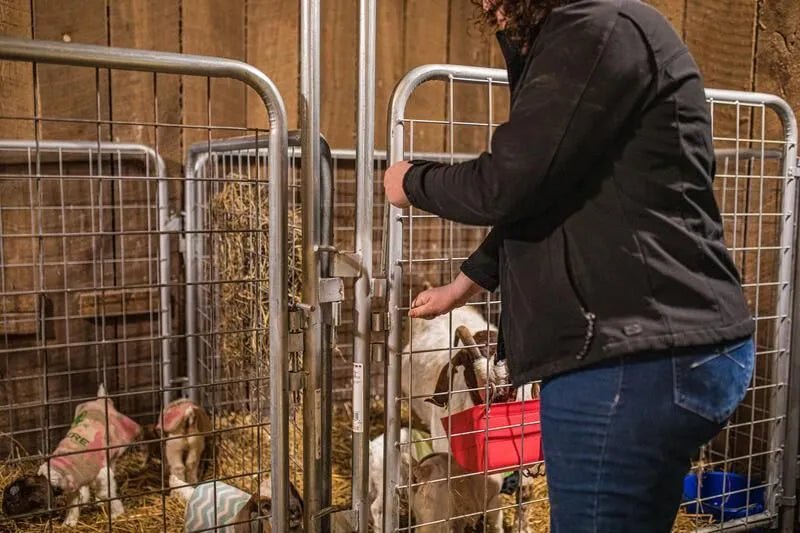 Tarter Kidding Pen Panel - Tarter