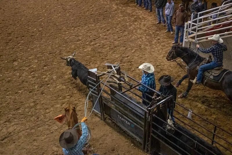 Tarter Manual Roping Chute – Economy - Tarter