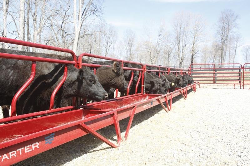 Tarter Metal Grain Feeder - Tarter