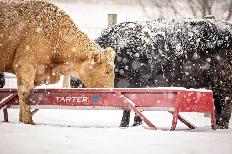 Tarter Metal Grain Feeder - Tarter