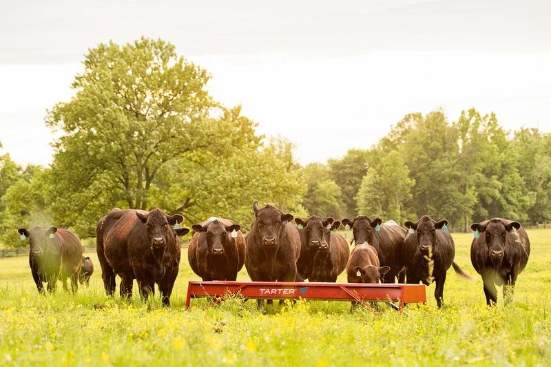 Tarter Metal Grain Feeder - Tarter