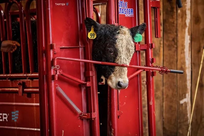 Tarter Nose Bar - Tarter