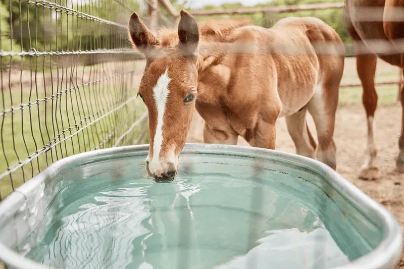 Tarter Oval Dura Tall 70 - Tarter