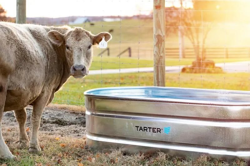 Tarter Oval Mega 300 - Tarter