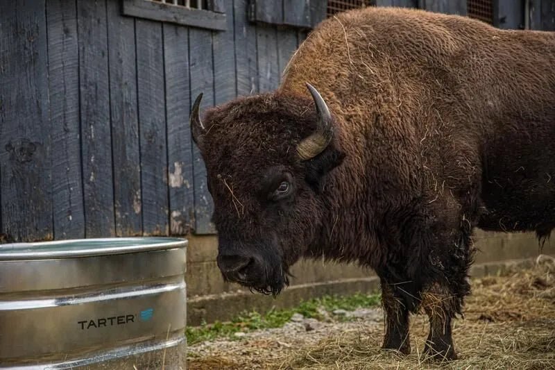 Tarter Oval Ultra 100 - Tarter