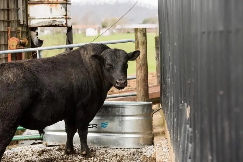 Tarter Oval Ultra 170 - Tarter