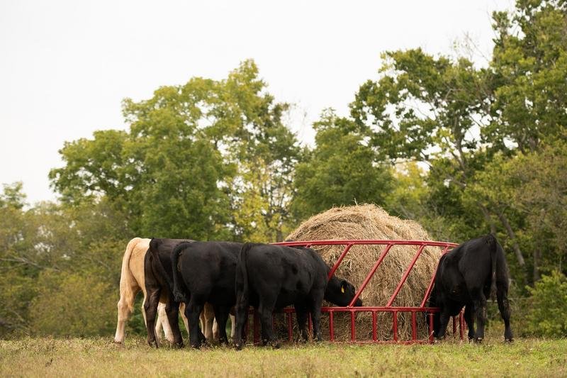 Tarter SteelCor Cattle Hay Feeder - Tarter