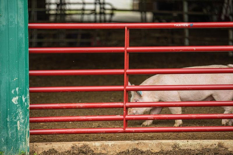 Tarter Steelmax Small Animal Gate - Tarter