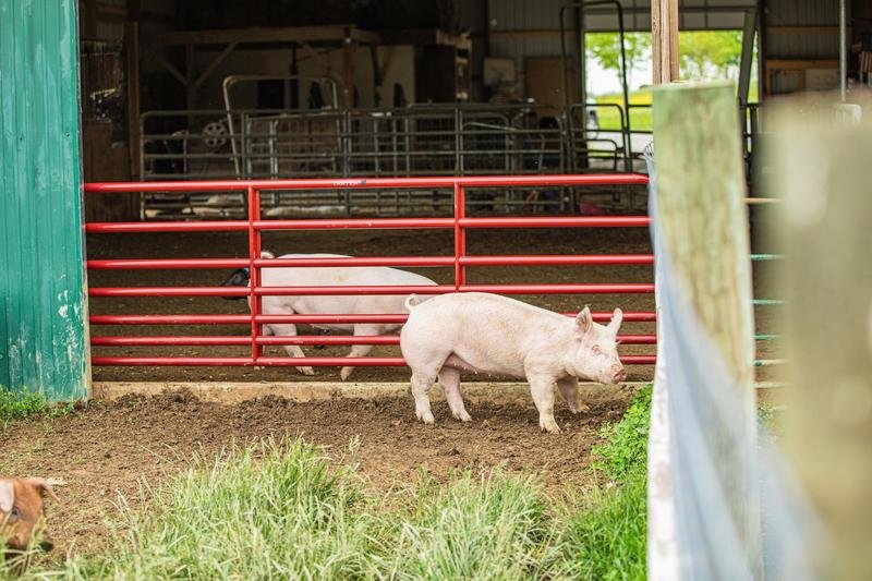 Tarter Steelmax Small Animal Gate - Tarter