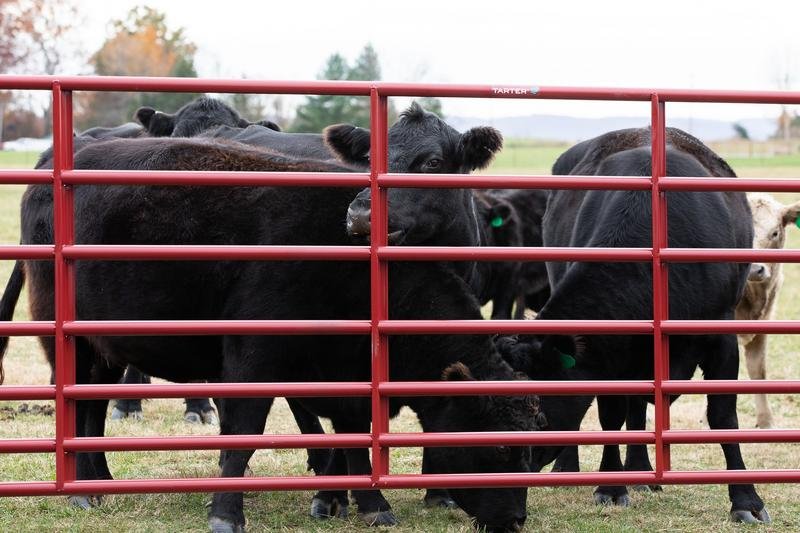 Tarter Steelmax Stock Gate - Tarter