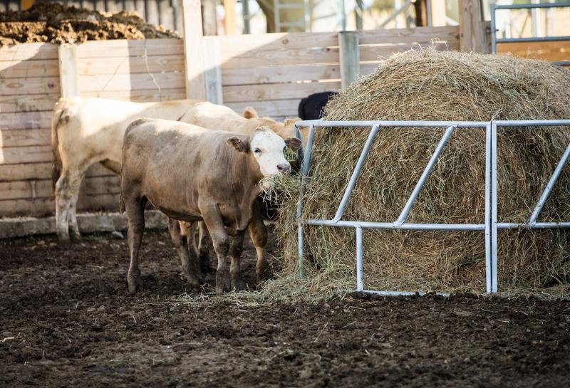 Tarter Valuline Galvanized Cattle Bale Feeder - Tarter