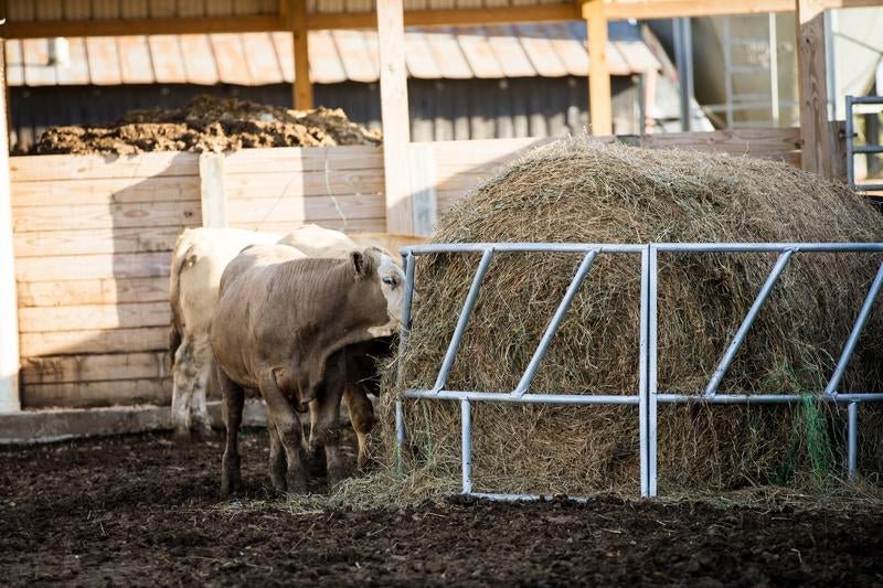 Tarter Valuline Galvanized Cattle Bale Feeder - Tarter