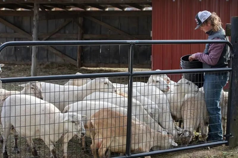 Tarter Watchman Wire Mesh Gate - Tarter