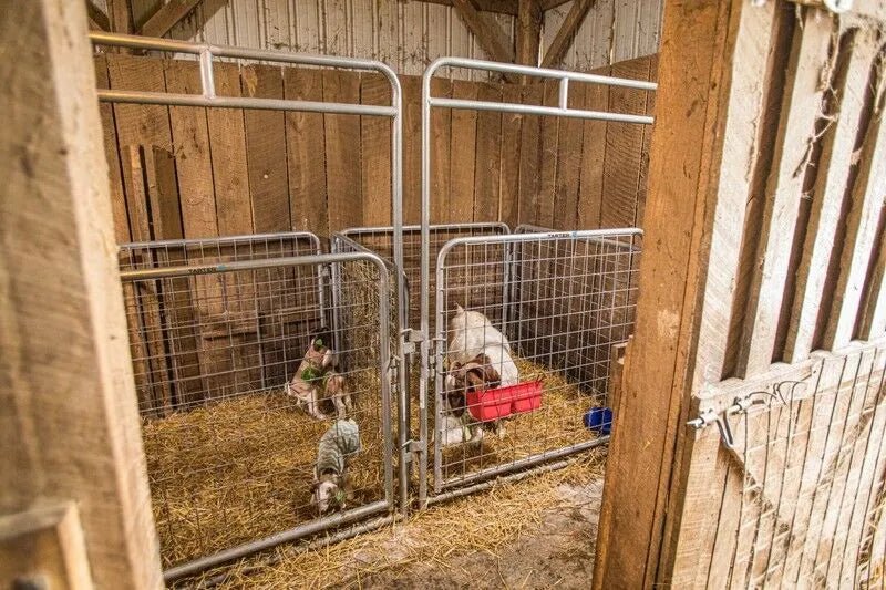 Tarter 5 FT. Kidding Pen Walk - Thru - Bison Haul