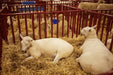 Tarter 6 FT. Heavy - Duty Vertical Bar Small Animal Panel - Tarter