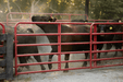 Tarter Bullmax Round Corner Gate - Tarter