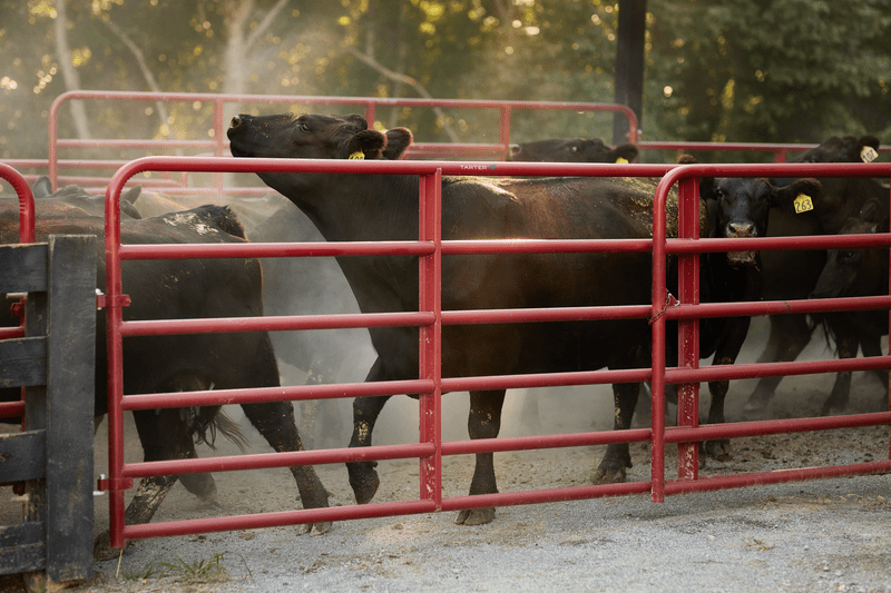Tarter Bullmax Round Corner Gate - Tarter