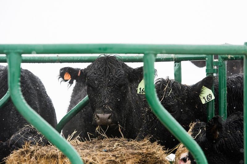 Tarter Cattle Flex Feeder - Tarter