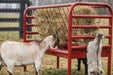 Tarter DuraTough Small Animal Feeder - Tarter