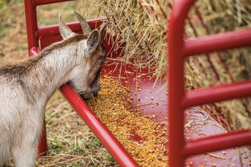 Tarter DuraTough Small Animal Feeder - Tarter